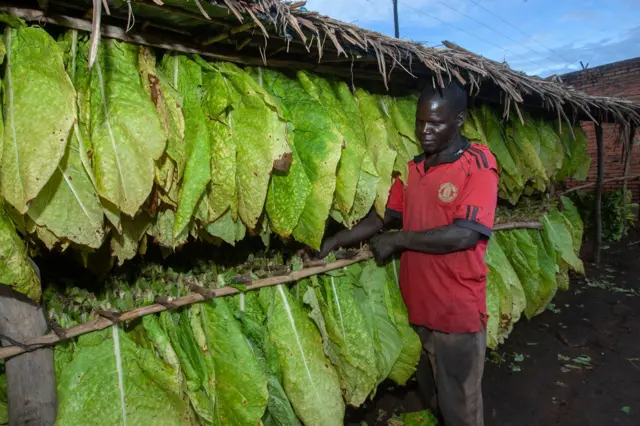 Tobacco farmer in Malawi