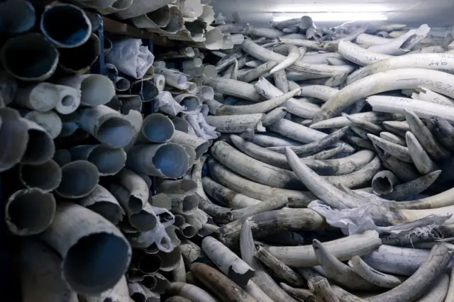 A picture taken on May 16, 2022 in Harare shows stocks of elephant ivory stacked one on top of another inside a strong room where the Zimbabwe's ivory is secured during a tour of the stockpile by European Union envoys.