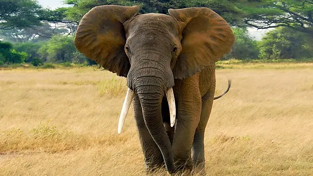 An elephant