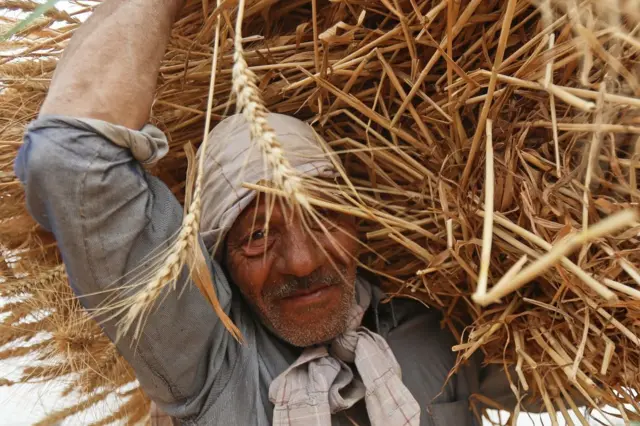 A farmer harvests wheat in Egypt in May.