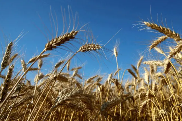 A wheat field in Ukraine's Kyiv region