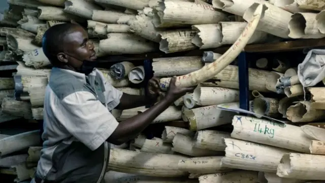 A Zimbabwe National Parks' employee in a room with piles of elephant ivory stored inside a strong room where Zimbabwe's ivory is secured during a tour of the stockpile by European Union envoys, in Harare, on May 16, 2022