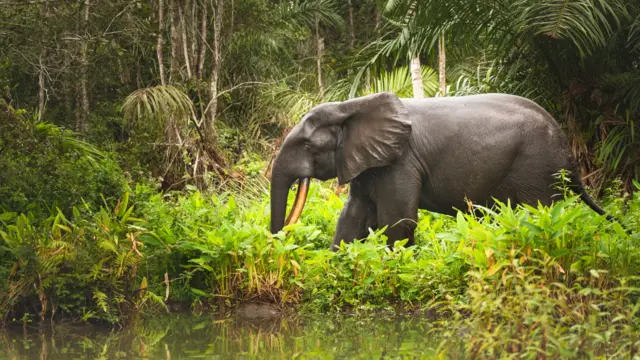 An elephant in Gabon