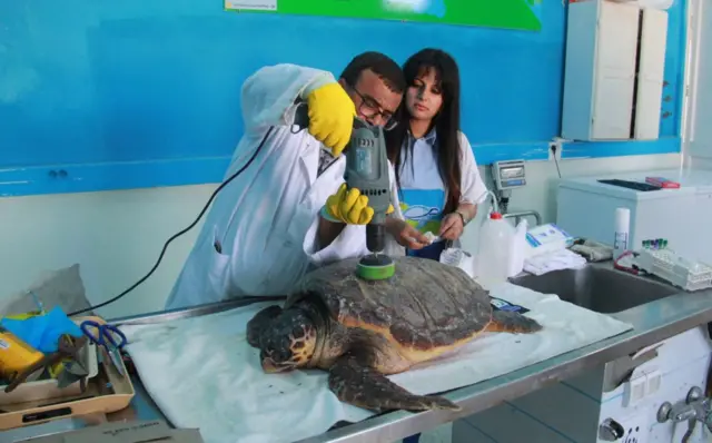 A scientist installs an electronic tag on the shell of a sea turtle before releasing it into the sea on 21 May in the Tunisian coastal city of Sfax. Three turtles of protected species were released into the Mediterranean sea from the central eastern coast of Tunisia, after being rescued, and one of them equipped with a electronic tag to follow its course.