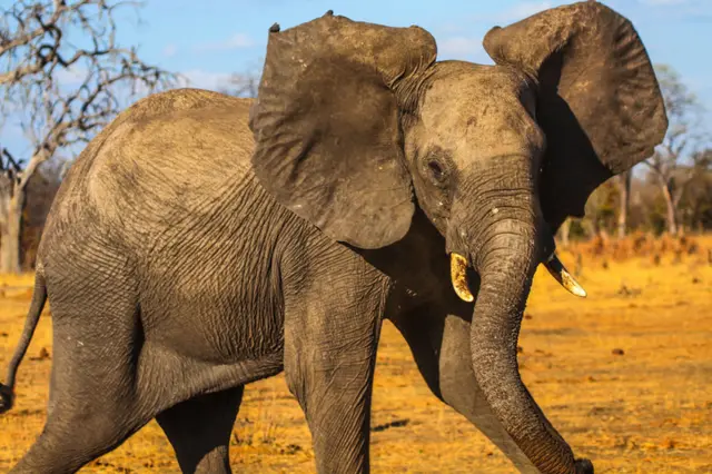 An elephant