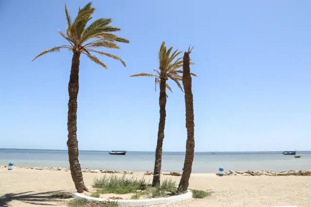 A picture taken on June 5, 2018, shows palm trees on the beach in Tunisia's Kerkennah Islands off Sfax in the Mediterranean sea.