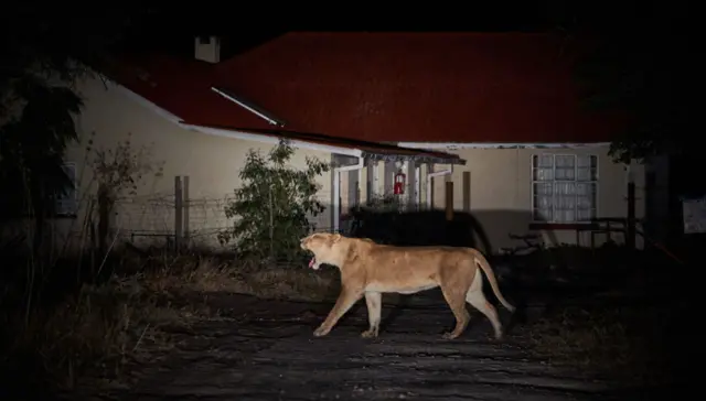 A lion in Hwange National Park, Zimbabwe