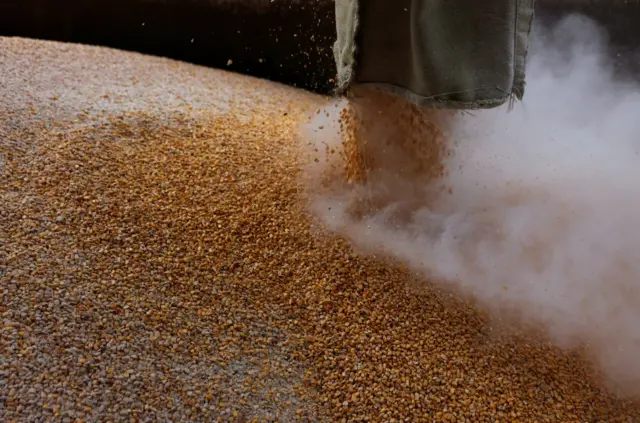 Grain is loaded onto a truck