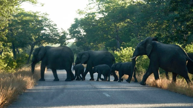 Elephants cross a road early morning, outside the Hwange National Park, Hwange, Zimbabwe, on 26 May 2022
