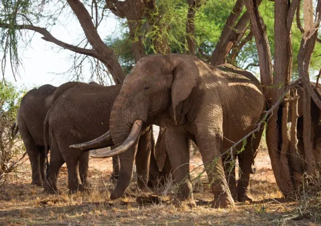 A herd of elephants