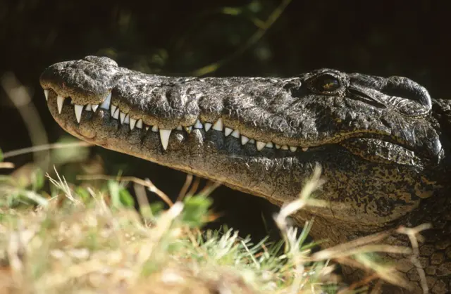 A Nile crocodile in iSimangaliso Wetland Park