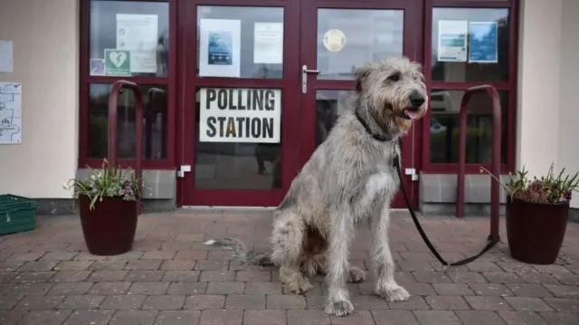 Fionn the Irish wolfhound waits outside a polling station in Belfast