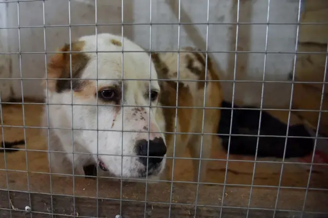 A dog rests at the animal rescue shelter in Lviv