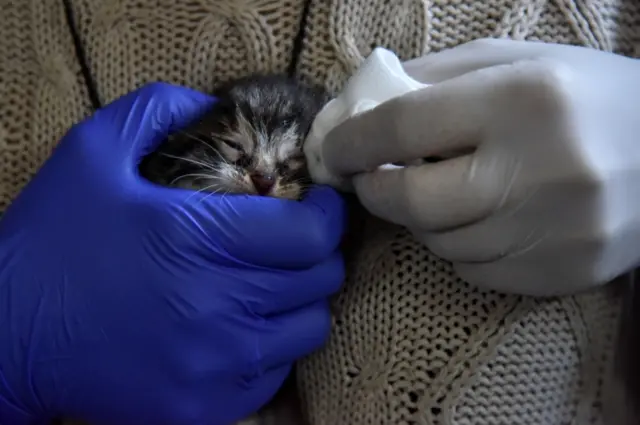 A volunteer holds a kitten at an animal shelter in Lviv