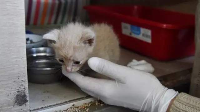 A volunteer goes to hold a kitten