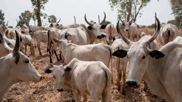 Cattle in northern Nigeria pictured in 2018