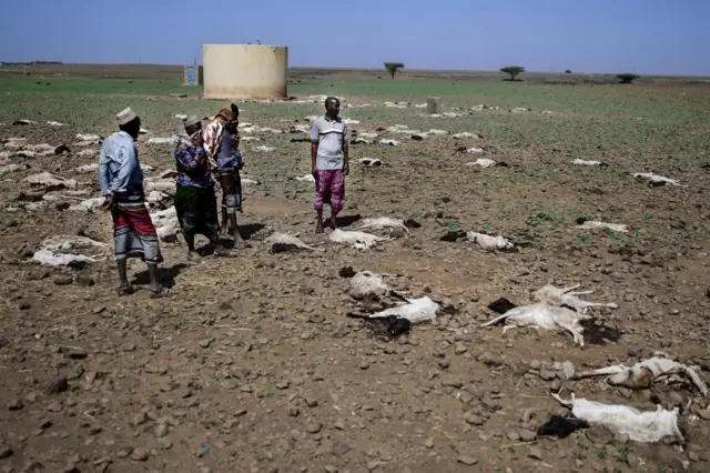 Pastoralists from the local Gabra community stand among carcasses of some of their sheep and goats