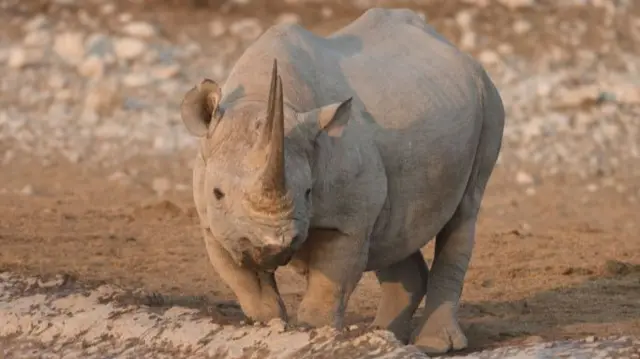 A black rhino in Etosha park in Namibia