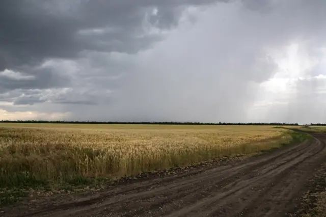 A wheat filed near Melitopol