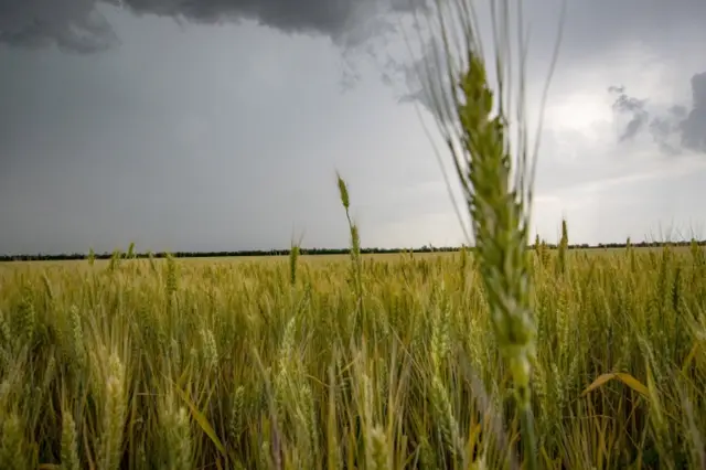Wheat field near Melitopol