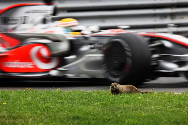 Lewis Hamilton drives past a groundhog at the Canadian GP in 2008