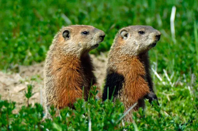 Marmots