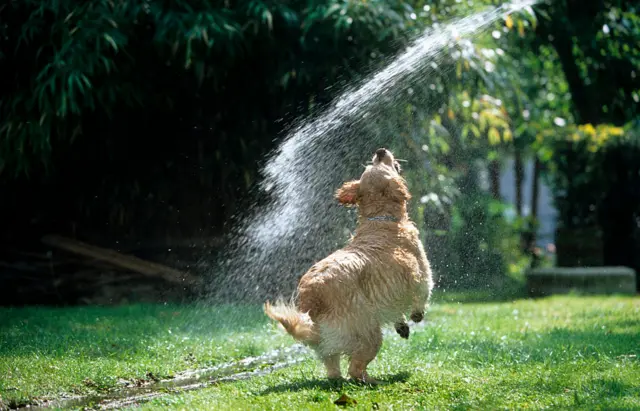 Dog playing in water coming from a hose pipe