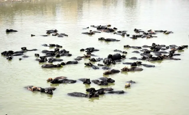 Livestock cool off in a pond to beat the heat as a heatwave continues in Larkana, Pakistan