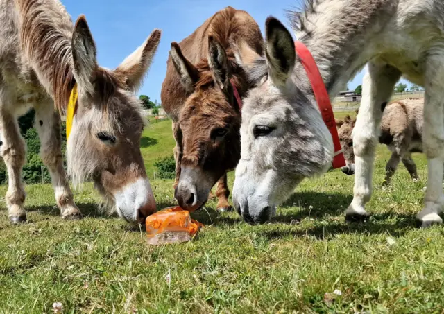 Donkeys at Sidmouth Donkey Sanctuary