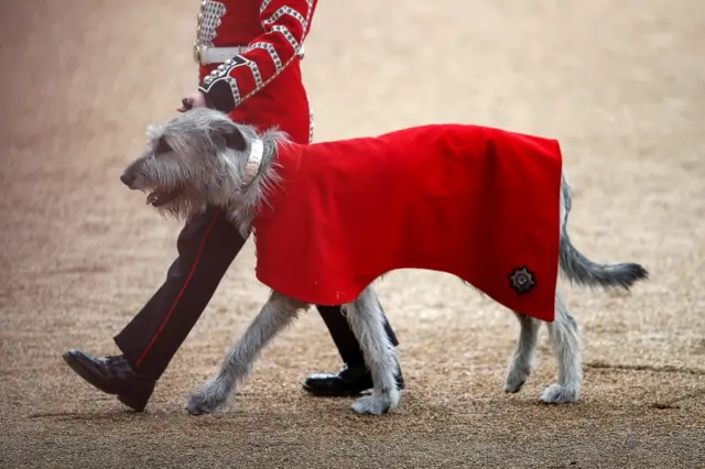 Seamus, the Irish Wolfhound regimental mascot dog of the Irish Guards, pictured in a red coat ahead of Trooping the Colour on 28 May