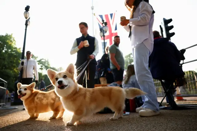 Corgis on the Mall