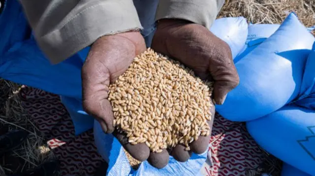 Egyptian farmer harvests wheat
