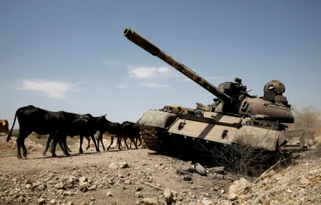 Cows walk past a tank damaged in fighting between Ethiopian government and Tigray forces, near the town of Humera, Ethiopia, March 3, 2021