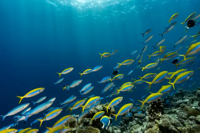 A school of fish swim next to coral in the Comoros archipelago, southern Africa.