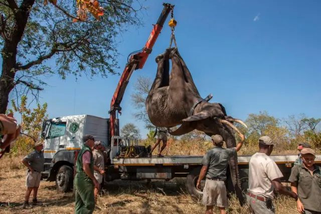 An archive shot of an elephant being loaded onto a lorry in Malawi in a relocation exercise, in 2017.