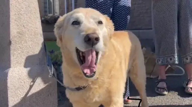 Golden retriever