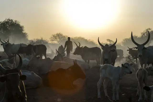 South Sudan villagers herd their cattle in 2019