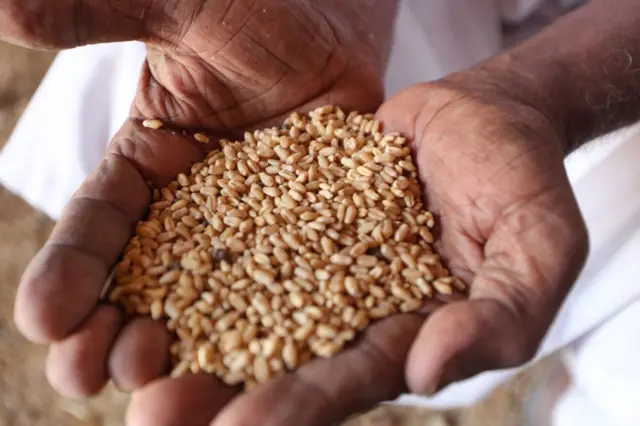 Sudanese farmer holds wheat