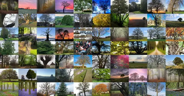 Montage of trees in 70 trees jubilee project