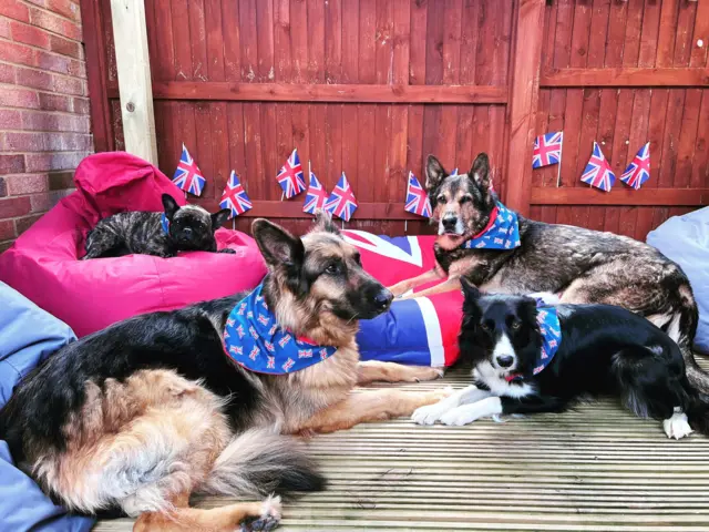 Dogs wearing jubilee scarves