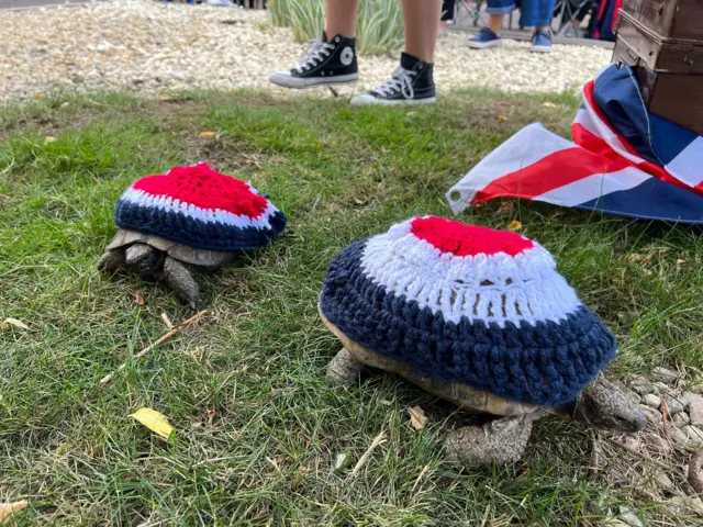 Tortoises dressed in union flag colours