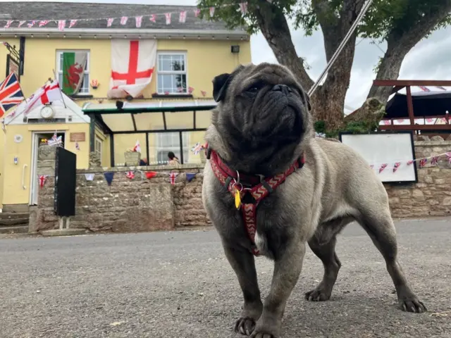 Pug dog stand in front of pub with flags on