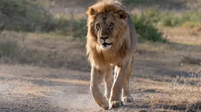 A lion at Serengeti park