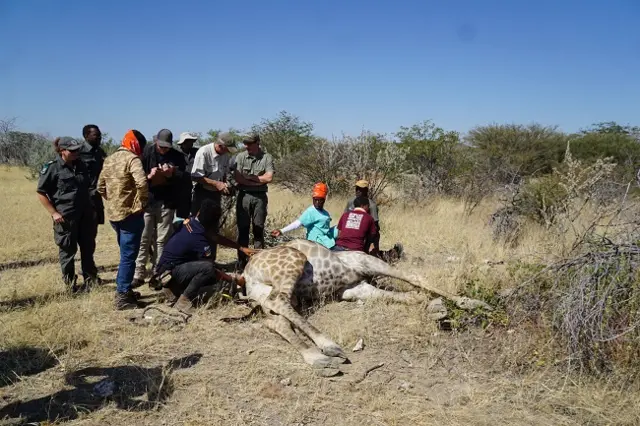 The team with a darted giraffe.