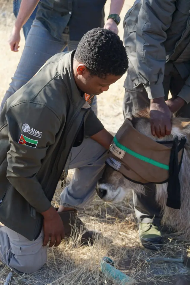 A blindfold is fitted to a waterbuck.