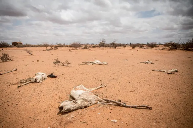 The carcass of goats lies in the sand on the outskirts of Dollow, Somalia