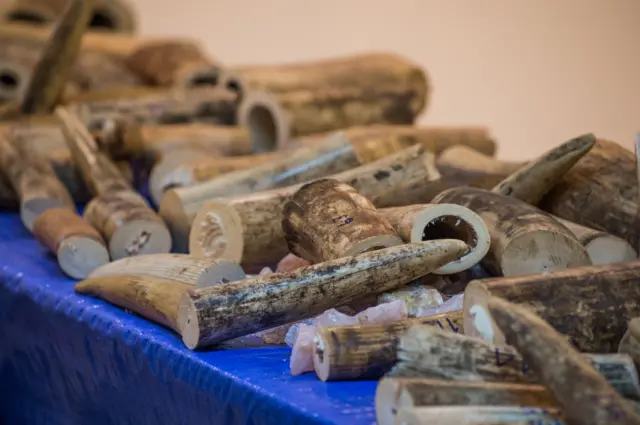 Elephant tusks cut into pieces