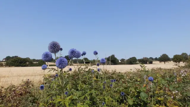 Stanningfield in Suffolk