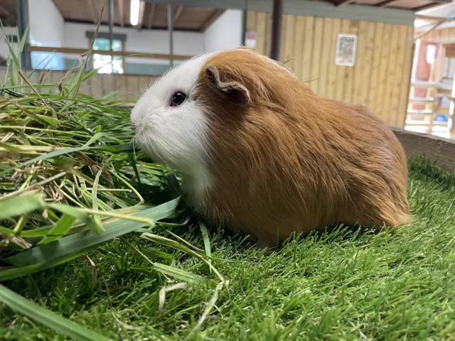 Guinea pig