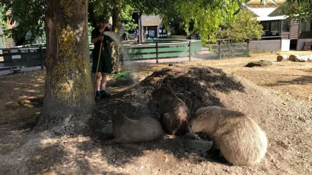 Capybaras taking a shower